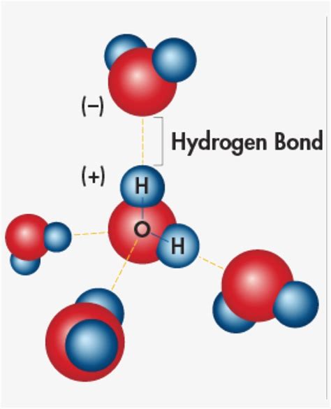 Hydrogen Bonding In Water