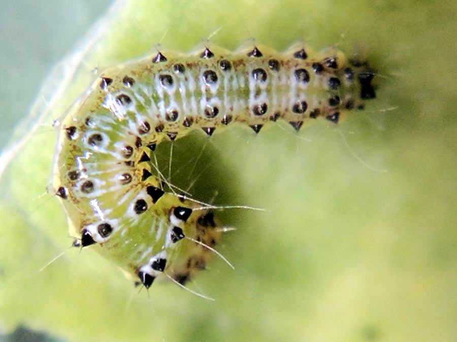 Img 20170812 165824 Cross Striped Cabbageworm 2 Days 7 Mm B The