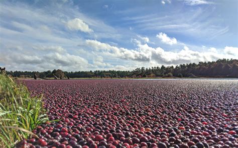 Massachusetts Cranberry Growers Forecast An Average Crop This Season