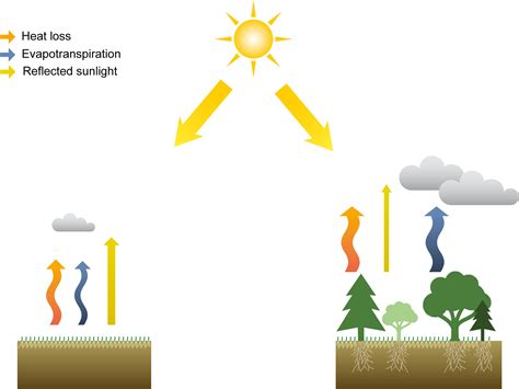 New Publication Future Forest Composition Under A Changing Climate And