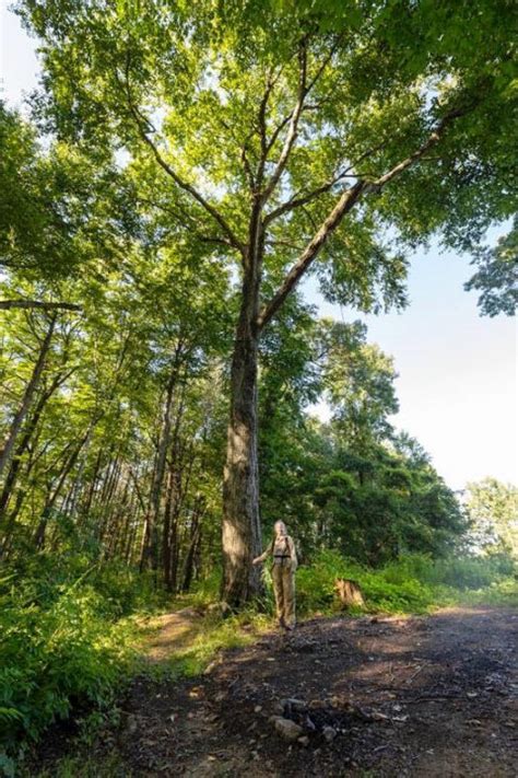 Old Growth Forest Walking Tour Information Amherst Historical Society