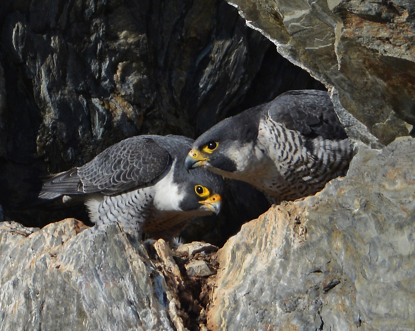 Peregrine Falcon Breeding Season Has Begun Audubon Vermont