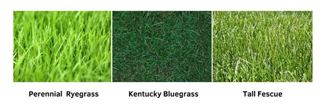 Selecting The Right Grass Seed For Your Des Moines Area Lawn Urban