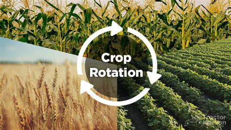 Sustainable Agriculture Mixed Cropping Crop Rotation Mixed Farming