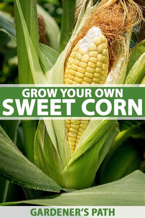 Sweet Corn Fertilizer Recommendations Taka Vegetable