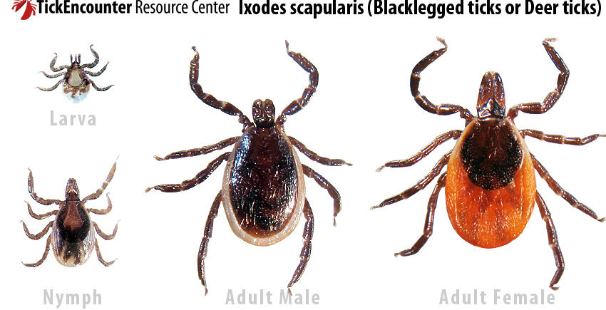 Take Precautions Against Ticks Massachusetts Forest Alliance