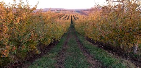 The Orchard S Dazzling Foliage New England Apples