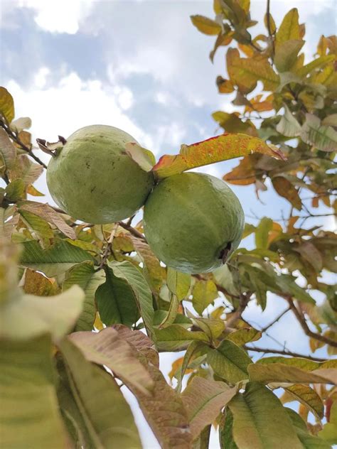 The Ultimate Guide To Growing And Caring For Guava Fruit Trees A Step