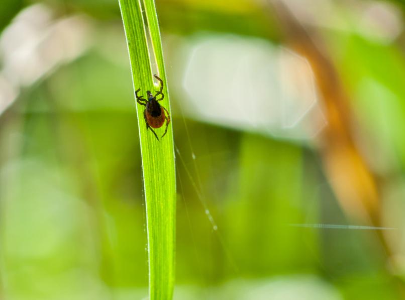 Tick Testing Lyme Disease Tick Testing