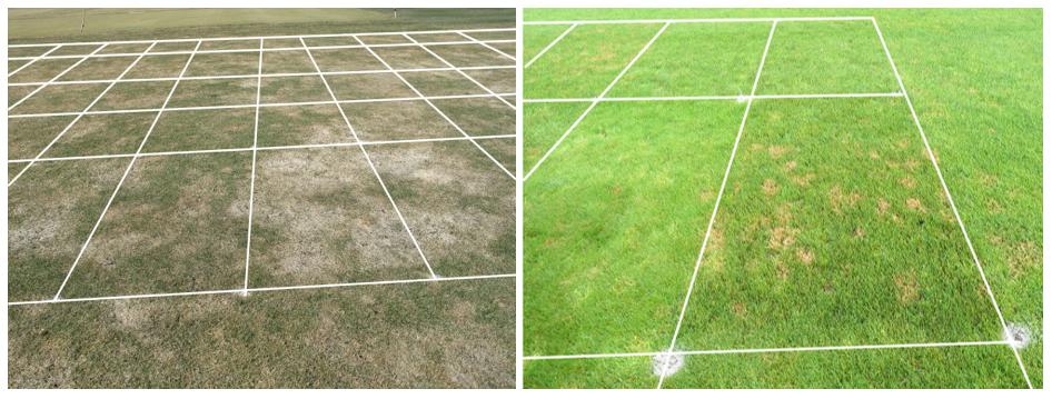 Turf Does Selecting The Best Turfgrass Varieties Really Matter