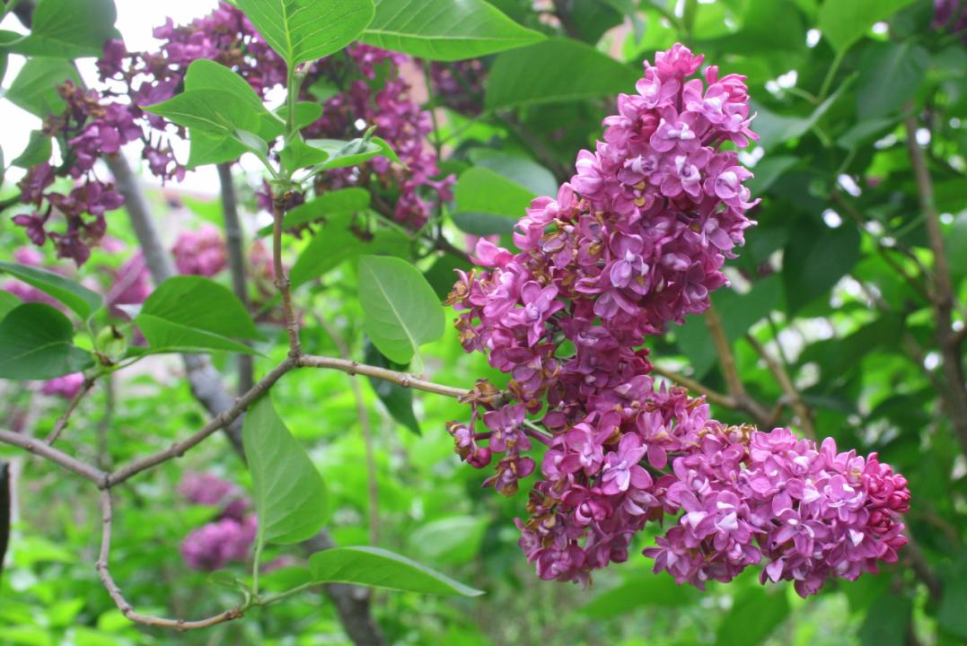 Umass Amherst Campus Awash In Spring Color Center For Agriculture