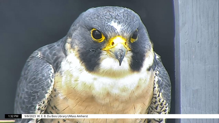 Umass Amherst Falcon Cam