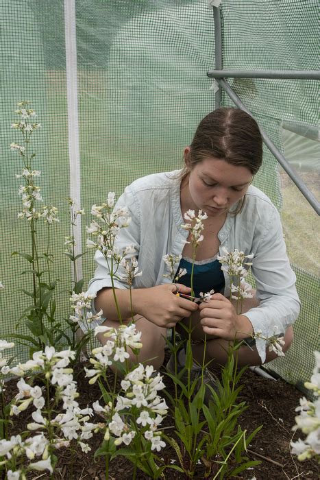 Umass Amherst Research Assista Image Eurekalert Science News Releases