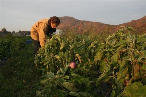 Umass Students Embrace Local Food Sustainability Amherst Wire