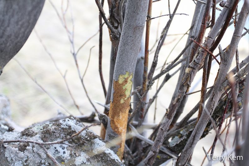 Vole Damage Wildlife Illinois