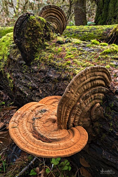 What Are The Artist's Conk Ganoderma Applanatum Mushroom Growing Conditions?