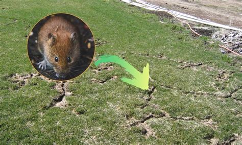 What Causes Vole Damage To Lawn And How To Fix It Quickly