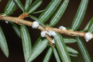 What Is The Cost Of Using Horticultural Oil For Adelgid Control And Treatment?