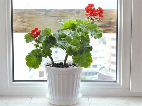 What Is The Ideal Geranium Temperature Tolerance For Indoor Growth Solutions?