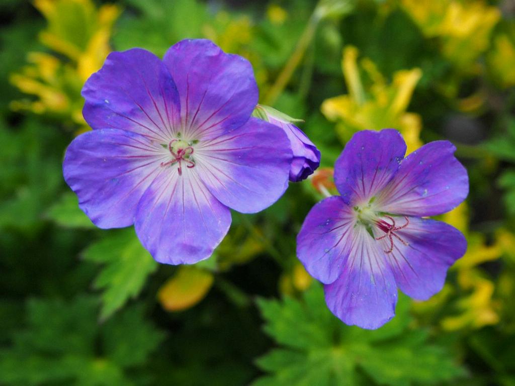 What Is The Ideal Geranium Temperature Tolerance For Outdoor Growth In 2025?