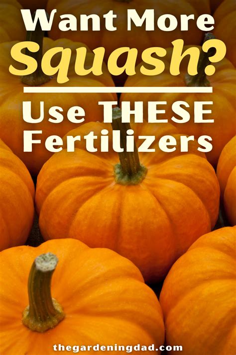 What Is The Recommended Fertilizer For Squash In Poor Soil Conditions 2025?