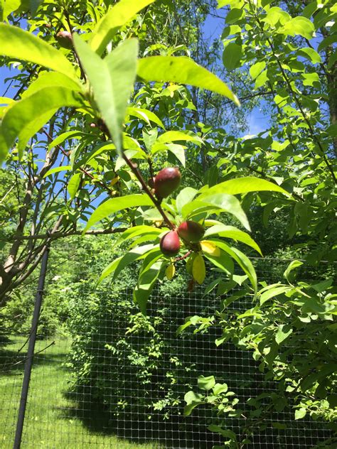 What S In The Orchard Great Fruit Trees For Cold Weather Climates