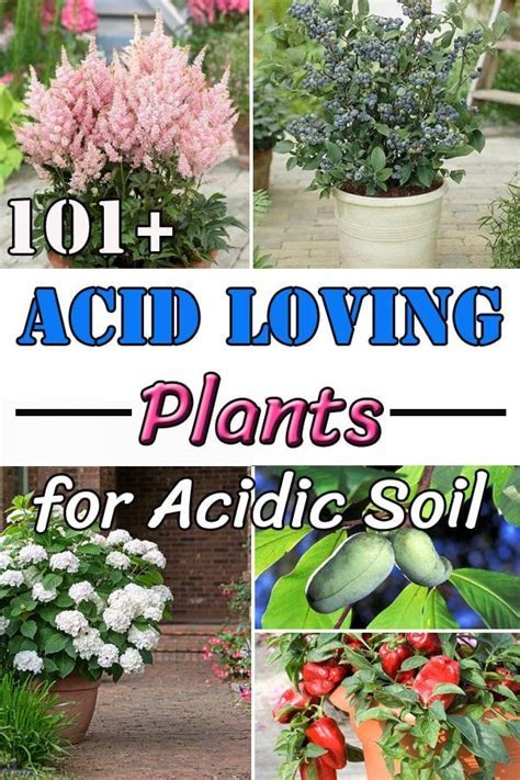 What Type Of Fertilizer Is Best For Acid Loving Bushes 2025?