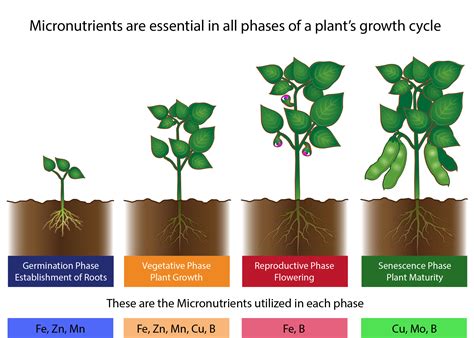 What Type Of Fertilizer Promotes Healthy Root Growth In Bushes 2025?