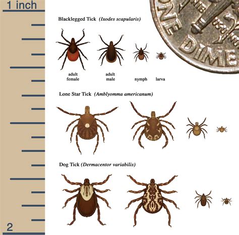 What Types Of Ticks Can Umass Amherst Tick Testing Identify And Treat?