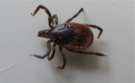 When Is Umass Amherst Tick Testing Free For Lowincome Individuals 2025?