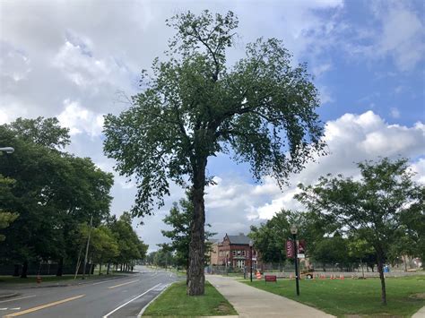 When Will Umass Physical Plant Launch New Construction Initiatives 2025