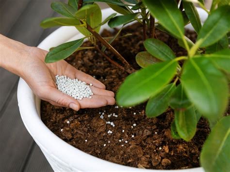 Where Can I Find The Best Natural Fertilizer For My Bushes Online?