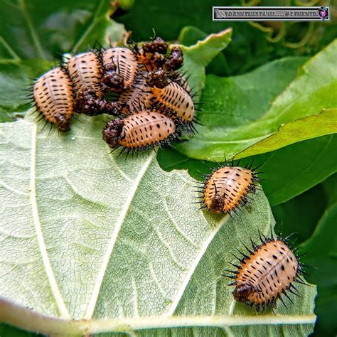 Where Do Tortoise Beetle Larvae Usually Hide During The Winter Months 2025?