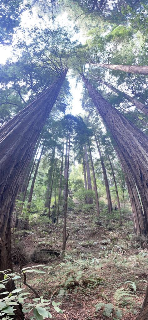 Where Is Alan Goldstein's Final Resting Place Located And How To Visit?