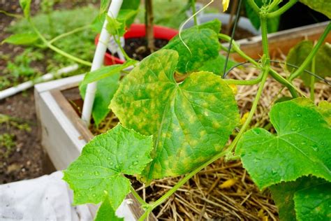 Why Do Spots On Cucumber Leaves Affect Plant Growth And Yield Greatly