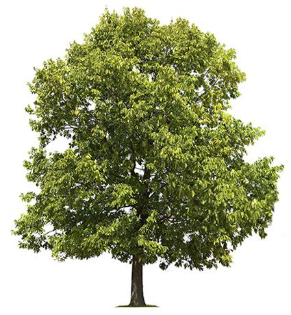 Why Is The American Elm Considered The Ideal Mass State Tree Symbol?