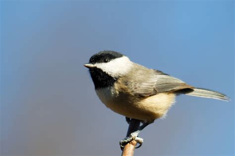 Why Is The Blackcapped Chickadee The Massachusetts State Bird Officially