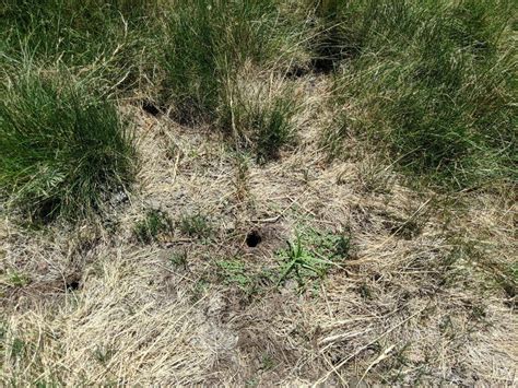 Why Is Vole Damage To Lawn More Common In Wet Climates Areas